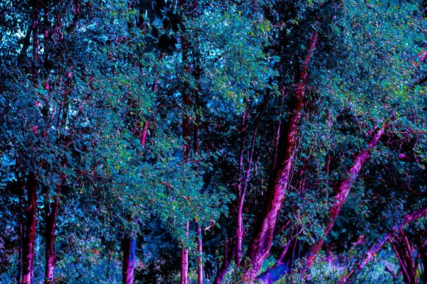 Pithecellobium dulce ağaç çeşitli ağaçlar kombine. Ot ve bitkilerin çok dallı var.