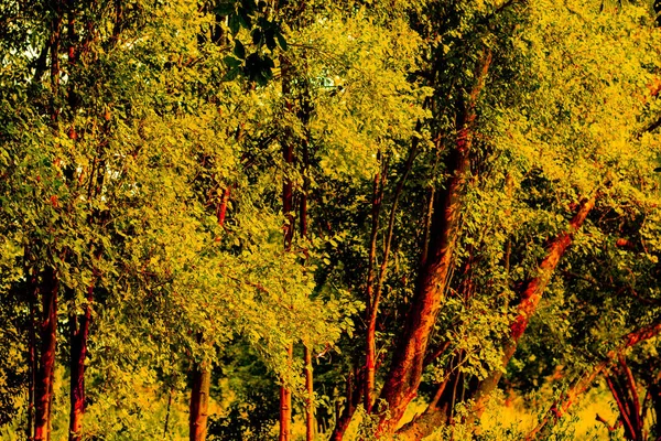 Pithecellobium Dulce Tree Combinó Varios Árboles Muchas Ramas Tienen Hierba — Foto de Stock