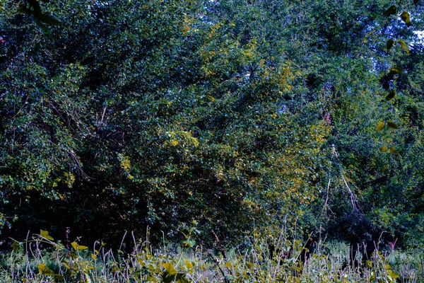 Arka plan görüntüsü ile vahşi ve çok ağaç dalları var olan birçok tesisi.