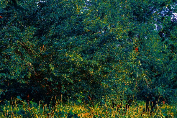 Arka plan görüntüsü ile vahşi ve çok ağaç dalları var olan birçok tesisi.