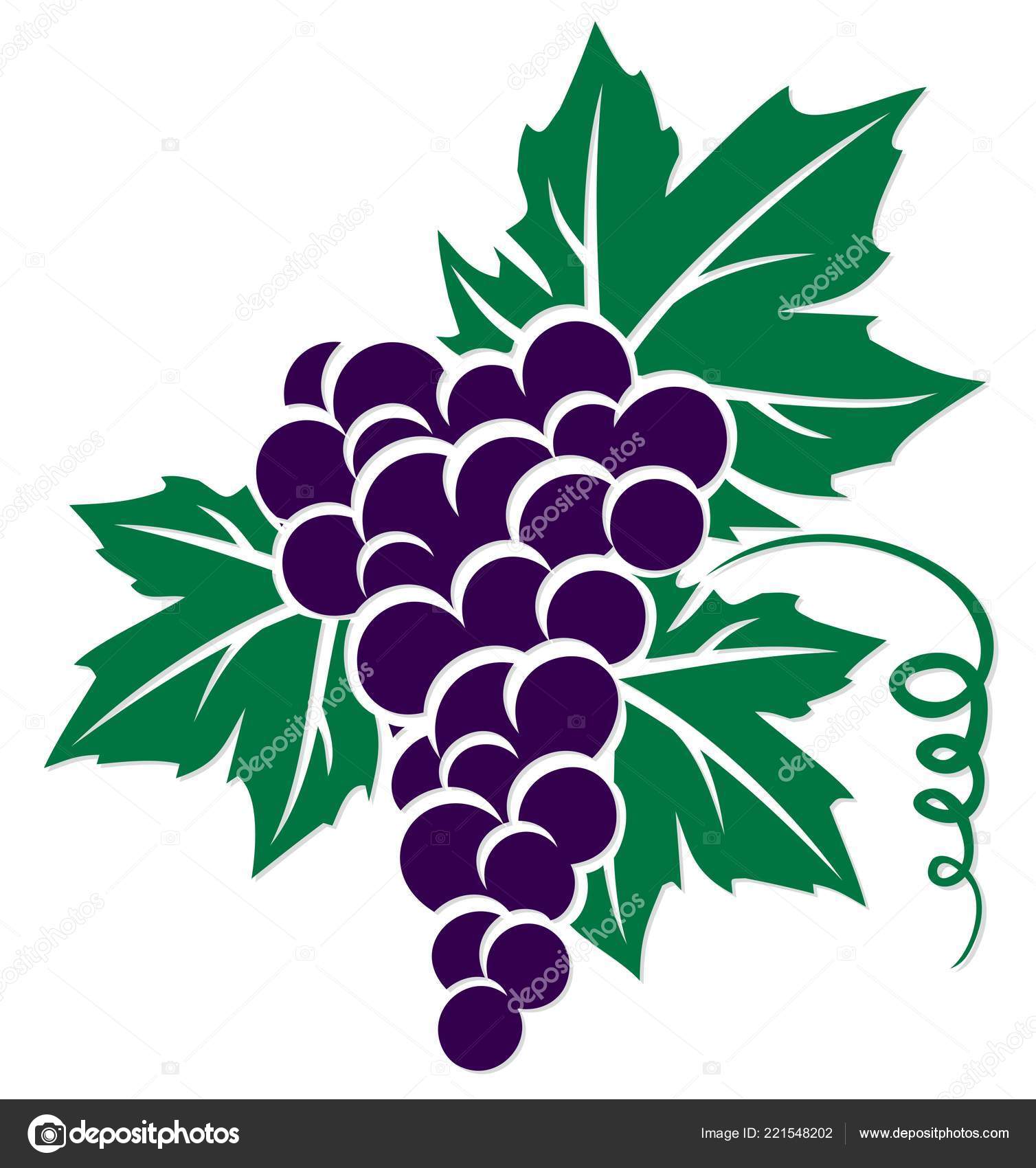 Symbol Grapes Leaves Rod Vector Image By C Designer An Vector Stock 221548202