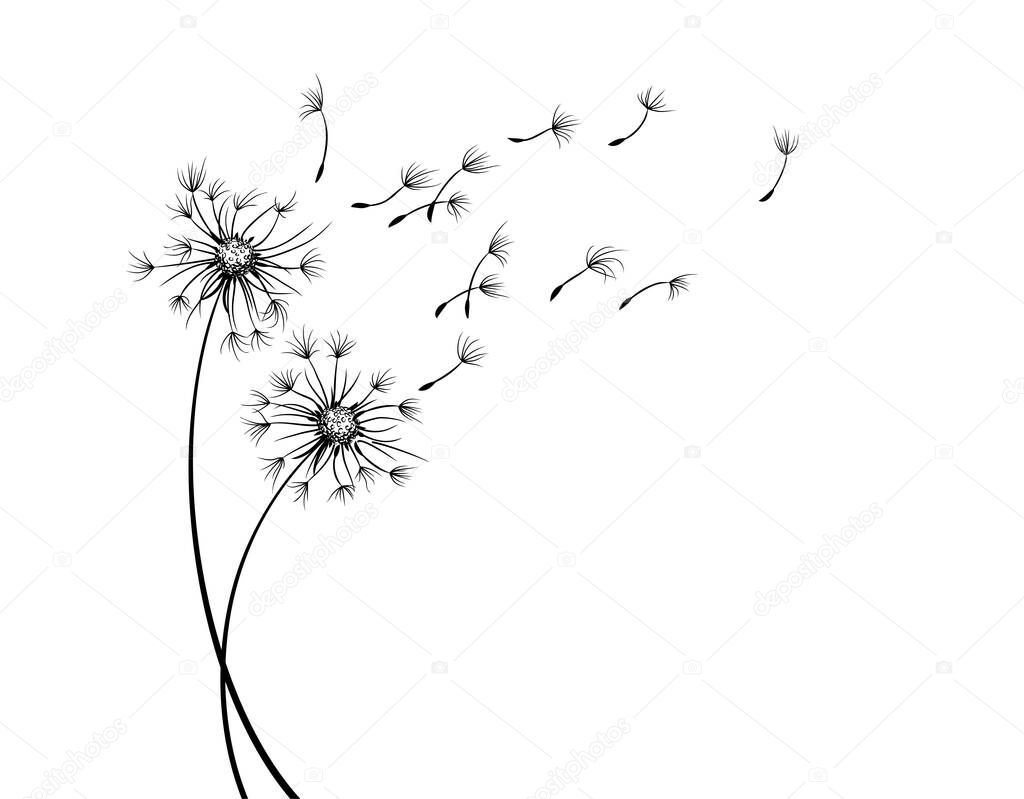 The Field dandelion flower sketch with flying seeds.