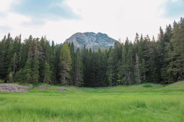 Dağın eteğinde yeşil orman