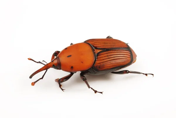 赤いゾウムシ 昆虫のキラー — ストック写真