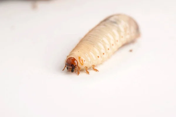 Rote Rüsselkäferlarven Der Handfläche — Stockfoto