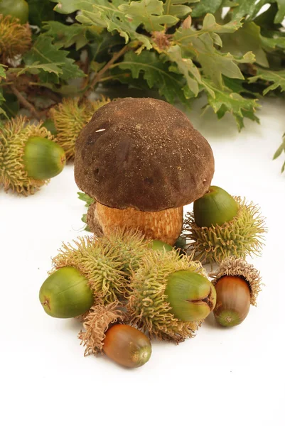 Porcini Paddestoelen Met Eikels — Stockfoto