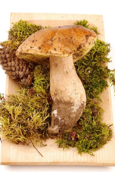 Boletus Mantar Beyaz Ahşap Tepsi — Stok fotoğraf