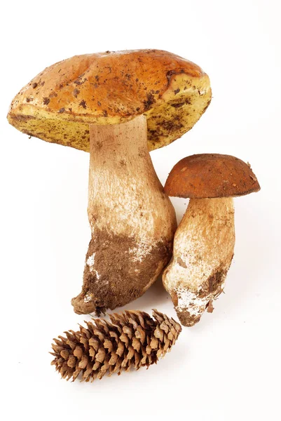 Cogumelos Boleto Bandeja Madeira Com Branco — Fotografia de Stock