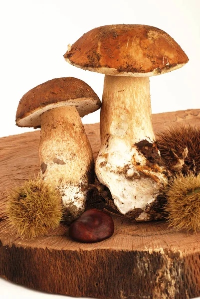 흰색과 트레이에 Boletus — 스톡 사진