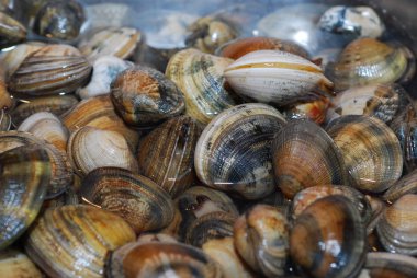 deniz ürünleri tezgahında çiğ istiridye