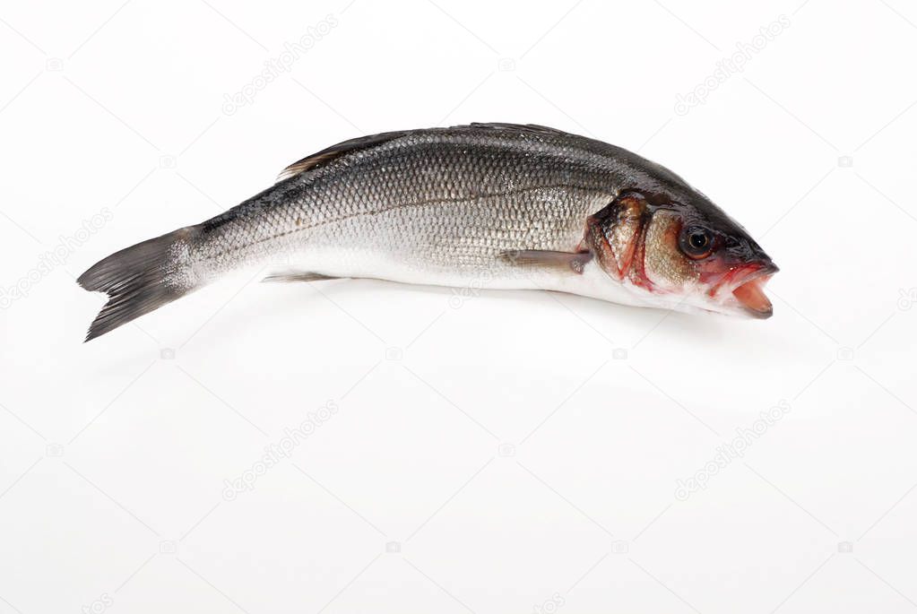 Sea bass or sea bass