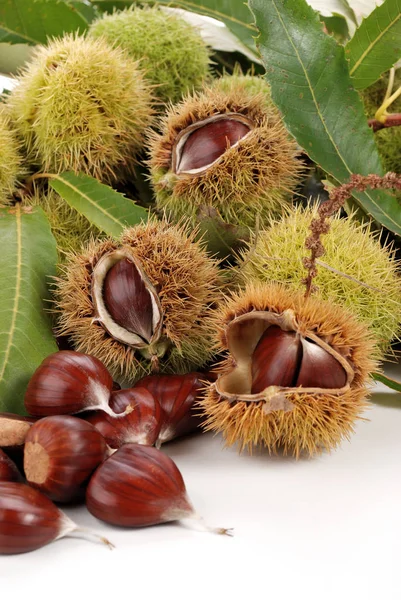 Pilha de cachos de castanha — Fotografia de Stock