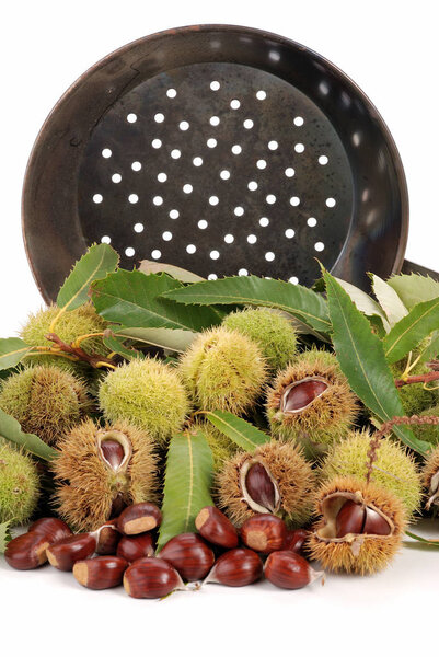 Pile of chestnut curls