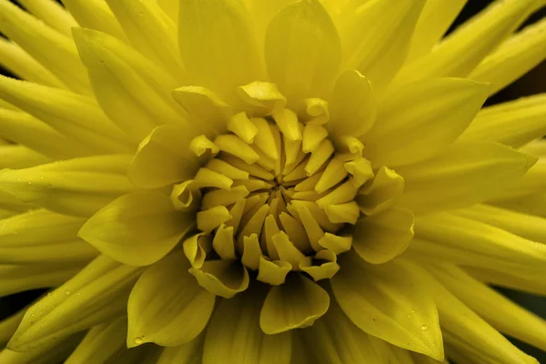 Dalia Gialla Yellow Dahlia — Stock Photo, Image