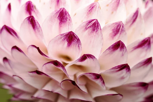 Dalia Bianca Rosa White Pink Dahlia — Stock Photo, Image