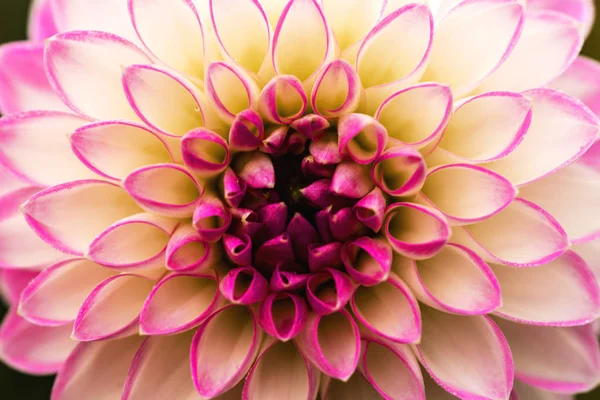 Dalia Bianca Rosa White Pink Dahlia — Stock Photo, Image