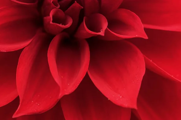 Dalia Rossa Red Dahlia — Stock Photo, Image