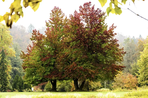 Árboles Otoño Alberi Autunno — Foto de Stock