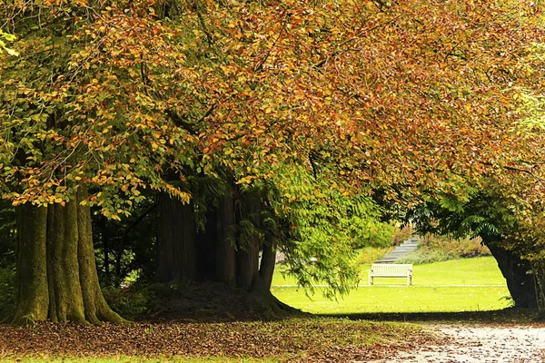Ağaçlarda Sonbahar Alberi Autunno Içinde — Stok fotoğraf