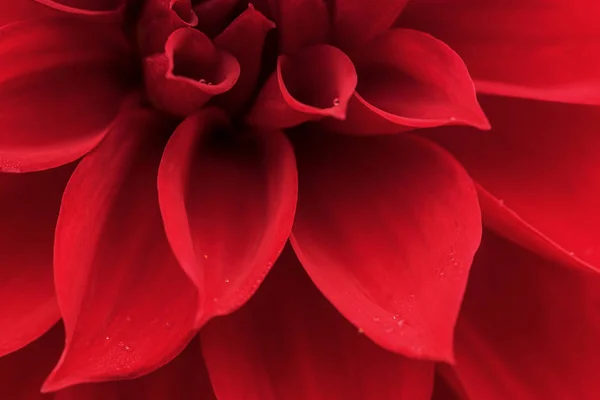 Dalia Rossa Kırmızı Yıldız Çiçeği Stok Fotoğraf