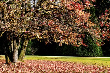 Albero sonbaharı sisli gialle e rosse