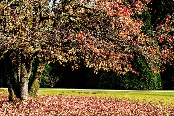 Albero Autunnale Foglie Gialle Rosse — Stock Photo, Image