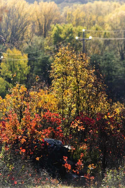 Carso Pieno Autunno Con Sommaco Colorato Verde Giallo Rosso — Foto de Stock