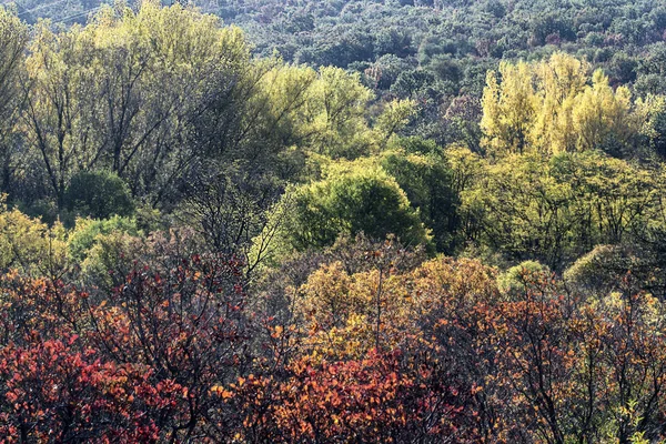 Carso Pieno Autunno Con Sommaco Colorato Verde Giallo Rosso —  Fotos de Stock