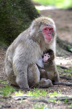 Japon makak yavruları ile anne