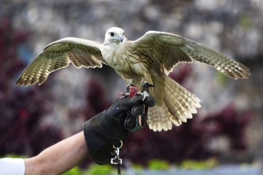 Bir şahin ve şahinle eldiven Close-up