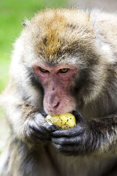 Japonais Macaque Manger Une Pomme — Photo