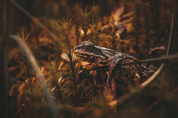 Лягушка Ползает Мху Лесу Крупный План Красивой Обработкой — стоковое фото