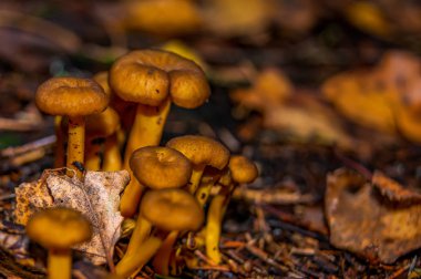 Ormanda büyüyen mantar tatlım. Yenilebilir mantar Close-up.
