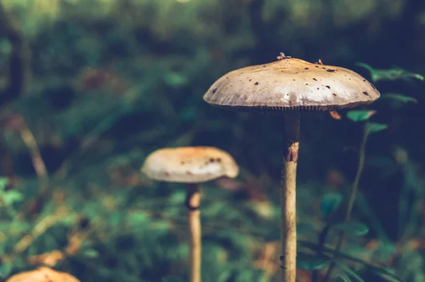Mushrooms in the forest are similar to UFOs. Vintage style with blur effect.
