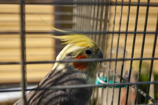 Perroquet Dans Une Cage Effet Flou Sur Les Barres Cellule — Photo