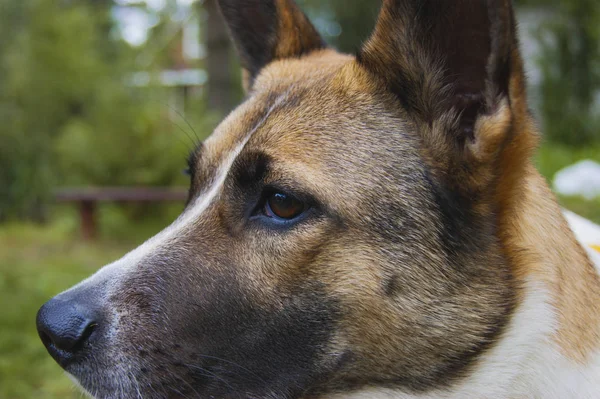 林背景上的警犬配置文件 无需处理的实时颜色 — 图库照片