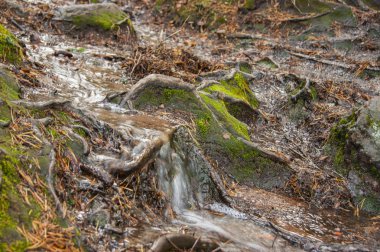 Ormanda çalışan creek uzak yoluna çıkan her şeyi yıkıyor. Canlı renk işleme olmadan