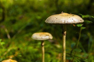 Ormandaki mantarlar.