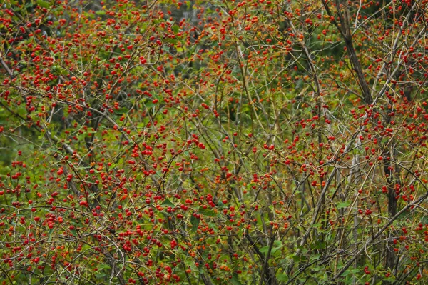 Krzewy z jasnoczerwonymi jagodami. — Zdjęcie stockowe