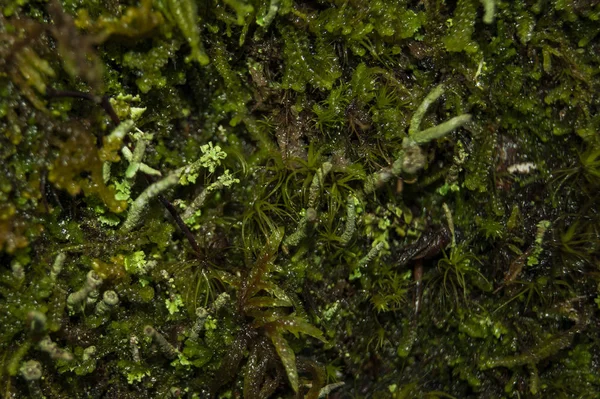 Forest moss in macro photography. Separate living world. — Stock Photo, Image