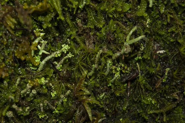 Makro fotoğrafçılıkta orman yosunu. Ayrı yaşayan dünya.