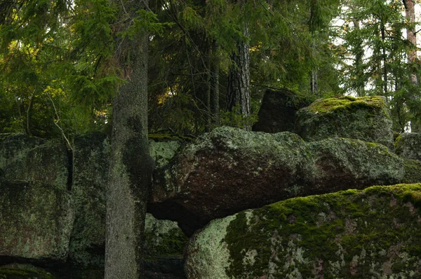 Moss en la piedra. Fondo abstracto — Foto de Stock