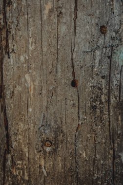 Ağaç kabuğunun dokusu. Ormanda bir ağaç.