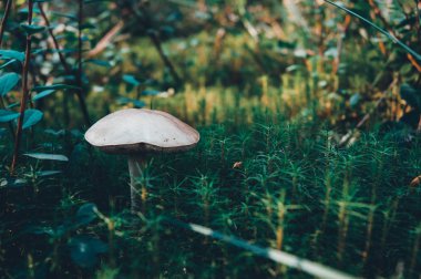 Ormanda mantar. Muhteşem bir yaz ormanı ve sakinleri.