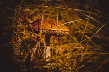 Ormanda mantar. Muhteşem bir yaz ormanı ve sakinleri.