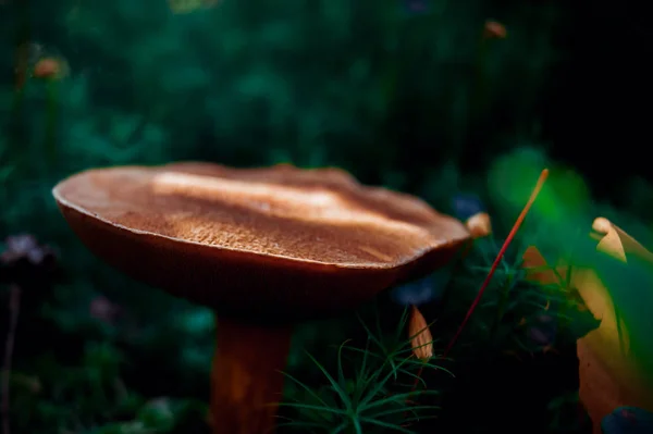 Mushroom in the forest. A fabulous summer forest and its inhabitants. — Stock Photo, Image