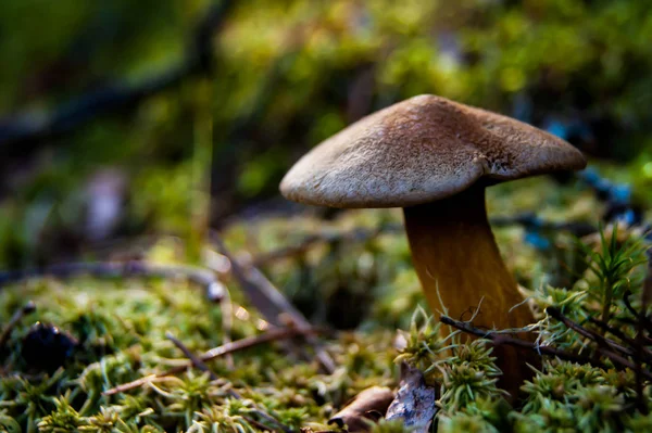 Mushroom in the forest. A fabulous summer forest and its inhabitants. — Stock Photo, Image