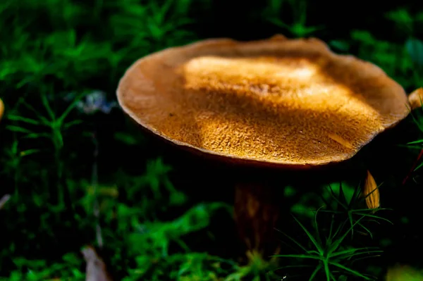 Pilz im Wald. ein märchenhafter Sommerwald und seine Bewohner. — Stockfoto