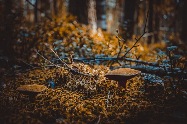 Gomba az erdei fűben. Egy mesés nyári erdő és lakói. Rejtélyes és misztikus szétválasztás. — Stock Fotó