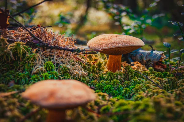 Mushroom in the forest grass. A fabulous summer forest and its inhabitants. Mysterious and mystical separation. — Stock Photo, Image